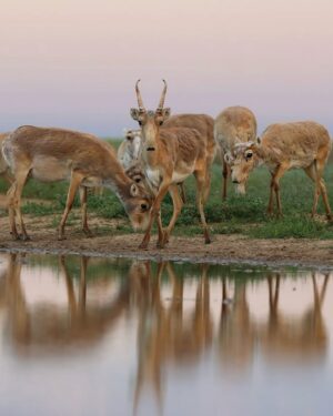 Leonardo DiCaprio Instagram - Conservation success: The Saiga, a species of antelope, has been reclassified from ‘Critically Endangered’ to ‘Near Threatened’ on the IUCN Red List of Threatened Species.

This unprecedented recovery reflects the remarkable conservation of Saiga populations in Kazakhstan. The species, which once numbered as few as 48,000 individuals in 2005, has now grown to over 1.9 million individuals in the wild.

Congrats to the government of Kazakhstan, which invested heavily in anti-poaching initiatives, robust law enforcement, and the establishment of new protected areas. Their collaboration with conservation organizations, universities, and scientists is a prime example of true conservation success driven by collaborative efforts.

Photo credit: Andrey Gilev