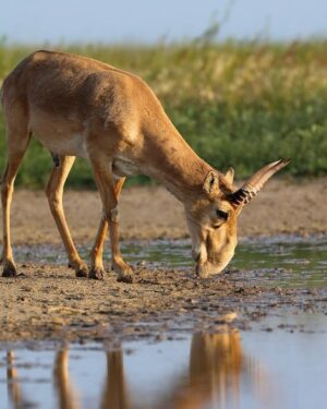 Leonardo DiCaprio Instagram - Conservation success: The Saiga, a species of antelope, has been reclassified from ‘Critically Endangered’ to ‘Near Threatened’ on the IUCN Red List of Threatened Species.

This unprecedented recovery reflects the remarkable conservation of Saiga populations in Kazakhstan. The species, which once numbered as few as 48,000 individuals in 2005, has now grown to over 1.9 million individuals in the wild.

Congrats to the government of Kazakhstan, which invested heavily in anti-poaching initiatives, robust law enforcement, and the establishment of new protected areas. Their collaboration with conservation organizations, universities, and scientists is a prime example of true conservation success driven by collaborative efforts.

Photo credit: Andrey Gilev