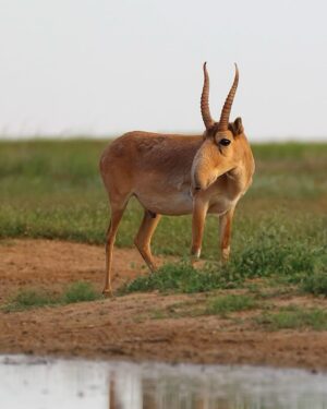 Leonardo DiCaprio Instagram - Conservation success: The Saiga, a species of antelope, has been reclassified from ‘Critically Endangered’ to ‘Near Threatened’ on the IUCN Red List of Threatened Species.

This unprecedented recovery reflects the remarkable conservation of Saiga populations in Kazakhstan. The species, which once numbered as few as 48,000 individuals in 2005, has now grown to over 1.9 million individuals in the wild.

Congrats to the government of Kazakhstan, which invested heavily in anti-poaching initiatives, robust law enforcement, and the establishment of new protected areas. Their collaboration with conservation organizations, universities, and scientists is a prime example of true conservation success driven by collaborative efforts.

Photo credit: Andrey Gilev