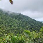 Leonardo DiCaprio Instagram - Haiti's fight against climate change has been bolstered with ecological restoration. Despite facing significant challenges due to the current unrest throughout the country, @haiti_national_trust is thrilled to announce that funding has been secured for the Klima I project for Grand Bois National Park. This project is a continuation of Haiti National Trust's efforts to conserve the park's biodiversity. Financed by Arbeiter-Samariter-Bund, @rewild and @rainforesttrust, this project aims to also provide sustainable livelihoods for communities around the park and to implement local environmental education programs in schools and community centers. This three-year $2.1 million project is led by Haiti National Trust as part of their work protecting this Key Biodiversity Area. Grand Bois National Park is home to dozens of threatened species of plants, birds, reptiles, and mammals, and is one of the most important sites for amphibians in the world. #RewildTheCaribbean 📷: @wildexplorerayiti