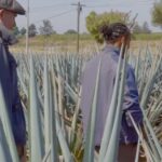 Lewis Hamilton Instagram - It's finally here. Welcome to @Almave, the world’s first and only non-alcoholic spirit created from real blue agave. Almave is for people like myself, who are always pushing the limits of whats possible, who enjoy the taste of tequila but are focused on balance, longevity, and living fully. When I first met @agabiotico, two things became clear: we both like tequila and something was missing from the market. Almave adapts time-honoured tequila-making practices to create a non alc spirit that doesn’t compromise on taste or quality. So proud to be a founder. I hope you approach it with an open mind, try it, and love it as much as I do. Let’s go beyond proof. #Almave #BeyondProof
