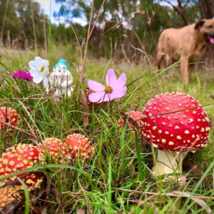 Libby Tanner Instagram - Fly Fairy Ring Family #Wonderland 🍄🧚‍♀️🐇💚🍀
