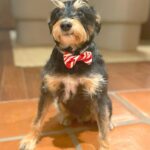Lili Reinhart Instagram - I’m not sure I’d be here today without my Milo. Through my darkest battles with depression, he has been my angel. Here’s a gentle sign, if you’re looking for one, to rescue a dog (if you’re able to). Best decision I ever made.