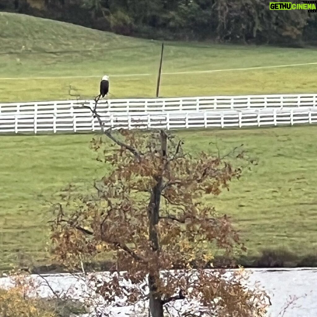 Lou Dobbs Instagram - Great American Eagle surveying the Dobbs farm, and getting in a little fishing!