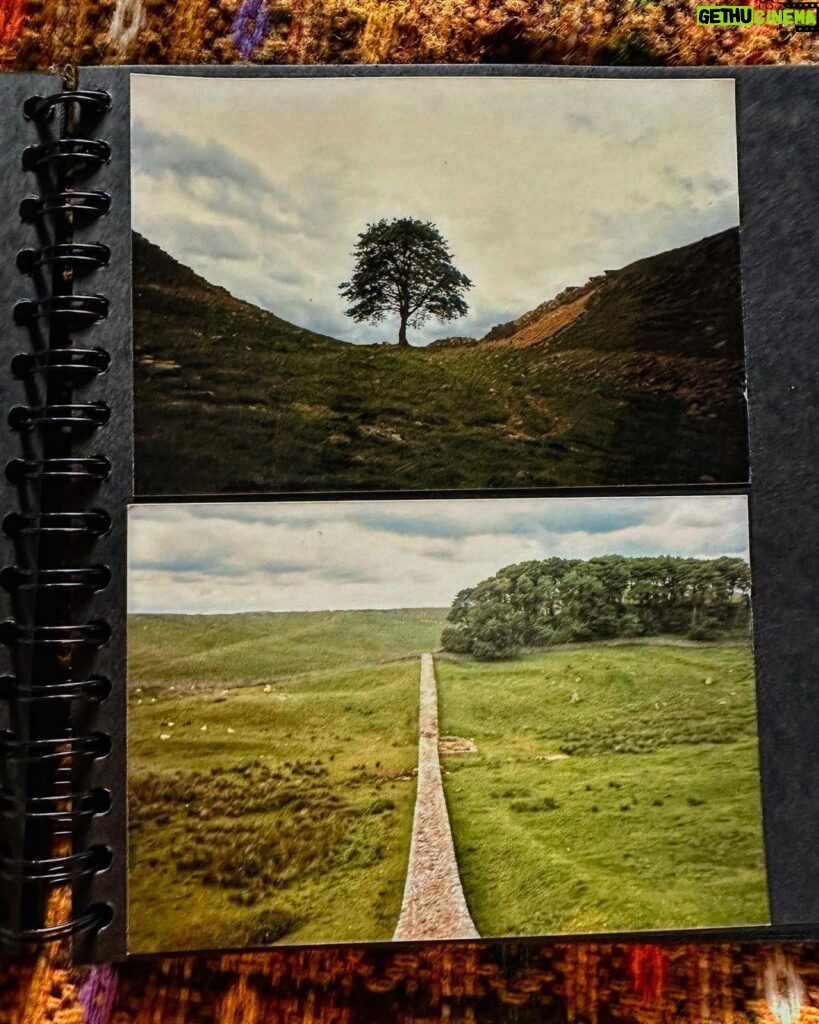Louise Brealey Instagram - I was fourteen, on my first school trip away from home. Singing on the bus, miles and miles to go up the Great North Road to Hadrian’s beautiful wall. Bunk beds. Beans on toast. We walked all the next day, Hilary and me, in jeans and jumpers and the wind, and suddenly there it was. A great tree, sheltered in the gap between two hills: improbable, indelible. I took a photo on my little point and shoot Kodak camera. I couldn’t wait to get it developed. When it came back I realised that I hadn’t stood far enough away to catch it, to catch the way it made you feel; like a magic trick. Today, F said that a famous tree had been felled in the night, a tree between two hills was gone. it was a Sycamore, three hundred years old. I feel suddenly how much has gone. #sycamoregap