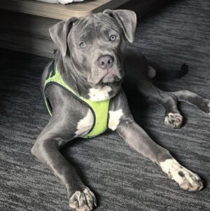 Luca Tartaglia Instagram - 6 months later... 🐾❤️ #pitbullpuppies #bluenosepitbull #pitbullsofinstagram #dogsofinstagram