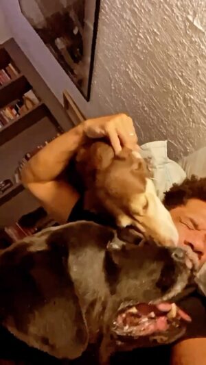 Luciano Quirino Instagram - Pai de pet também é pai ☺️😉
Feliz dia dos pais #pai  #pais #pets