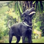 Luciano Quirino Instagram - Descanse em paz meu amor, meu amigo, meu fiel escudeiro. Você cumpriu a sua missão de proporcionar amor paz e alegria pra nossa família, com louvor. Ainda custo um pouco a acreditar que estou me despedindo de vc, achei que estava mais preparado para essa perda. Sou infinitamente grato a vc pelos 14 anos de vida e 10 anos de união. Foi sensacional nossa parceria. Amor eterno a você meu filho, preciso seguir em frente . Muitos bjos, o pai te ama pra sempre .😭✨✨✨🙌🏾🌻❤️🙌🏾