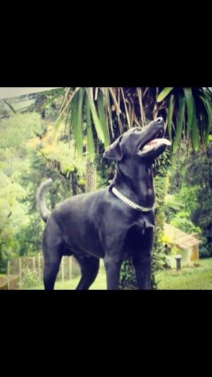 Luciano Quirino Instagram - Descanse em paz meu amor, meu 
amigo, meu fiel escudeiro. Você cumpriu a sua  missão de proporcionar amor paz e alegria  pra nossa família, com louvor. Ainda custo um pouco a acreditar que estou me despedindo de vc, achei  que estava mais preparado para essa perda. Sou infinitamente  grato a vc pelos 14 anos de vida e 10 anos de união. Foi sensacional nossa parceria. Amor eterno a você meu filho, preciso  seguir em frente . Muitos bjos, o pai te ama pra sempre .😭✨✨✨🙌🏾🌻❤️🙌🏾