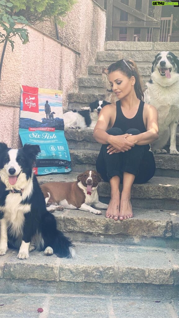 Mónica Cruz Instagram - ¿Que cómo me manejo con todos ellos?🐕🐕‍🦺🐩🦮 Pues con mucho amor ❤ Y por supuesto, con @orijen_es #familianumerosaperruna #orijen #nutrecomoloharialanaturaleza #ad