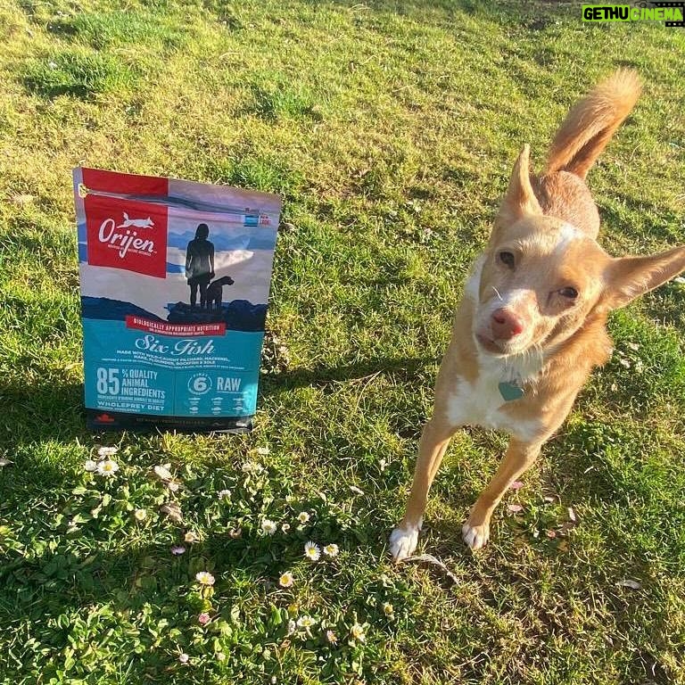 Mónica Cruz Instagram - Cada día más feliz sabiendo que les doy la mejor alimentación 💙 Porque @orijen_es elabora sus recetas con los mejores ingredientes del mundo, en sus propias cocinas y gracias al trabajo de veterinarios y expertos en nutrición animal. Desde luego a los míos les vuelve locos 😋 #orijen #orijenperros #ad #nutrecomoloharialanaturaleza