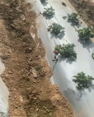 Mahendra Singh Dhoni Instagram - If I keep going to the farm there won’t be any strawberry left for the market
