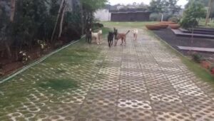 Mahendra Singh Dhoni Instagram - Morning walk with the pack.i think Sam knows she is my favourite so she takes the liberty of troubling everyone