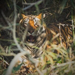 Mahendra Singh Dhoni Instagram - When u spot the tiger on ur own and he obliges u with just enough time to click a few pics.Visit to kanha was outstanding