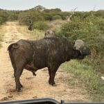 Maria Hinojosa Instagram – Safari saved my life earlier this year. Enjoy the pics. Last posts before I go dark till Sept. Remember, what doesn’t kill you makes you stronger. Nature heals.  And animals don’t betray friendship bc they have no ego and are grounded in love 🥰