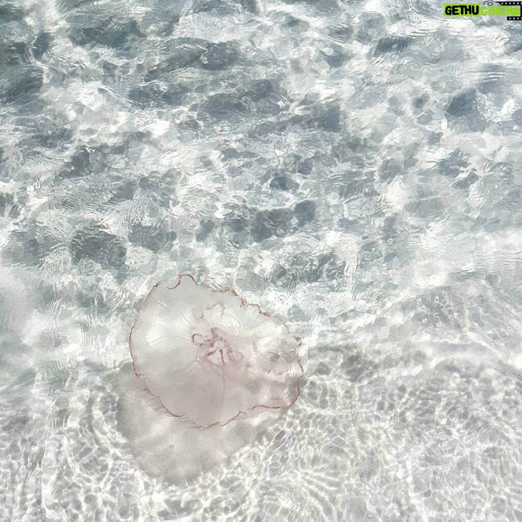 Marlon Jackson Instagram - A picture of a jellyfish I took a month ago when we were in Florida. Carol and I will continue to pray that those who were affected by Hurricane Matthew continue to get support to help them get back to their normal lifestyle. And those Matthew took from us our condolence to their families and may they rest in peace. #bekind carol jackson #studypeace marlonjackson