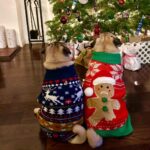 Megan Ganz Instagram - Thankful for a lot of things this year, but top of that list is overwhelming gratitude to @aggalioop (and Andrew) for taking care of our pig-faced friend over the holidays. As the kids say, she “understood the assignment.” (The assignment being to dress them up in as many silly costumes as possible!) Don’t thank me, thank Alison. 😍