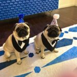 Megan Ganz Instagram - Thankful for a lot of things this year, but top of that list is overwhelming gratitude to @aggalioop (and Andrew) for taking care of our pig-faced friend over the holidays. As the kids say, she “understood the assignment.” (The assignment being to dress them up in as many silly costumes as possible!) Don’t thank me, thank Alison. 😍