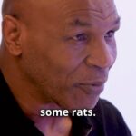 Mike Tyson Instagram - Can any of us grow as people without struggling? The answer is NO – we cannot! STRUGGLING HELPS BUILD RESILIENCE! It requires us to learn NEW SKILLS. It inspires CREATIVITY by forcing us to think outside of the box and come up with new solutions. It gives us a NEW PERSPECTIVE on life and helps us develop EMPATHY toward others. When we overcome our struggles, it provides us with a sense of achievement and accomplishment – and gives us the CONFIDENCE to overcome our future challenges. Mike Tyson knows this. He’s faced struggles his entire life – thousands of them, from the second he was born. He’s battled them – in some cases, for decades. He’s overcome many of them. He’s learned from them – and continues to learn from them. They’ve made him a better person – and a CHAMPION. Without struggle, there is no progress in life. The next time you’re facing obstacles and challenges, consider it a time to GROW, LEARN, IMPROVE, and HELP OTHERS. And then get after them! LINK IN BIO to the full episode! @miketyson @randallkaplan #MikeTyson, #IronMike, #Tyson, #TysonLegacy, #Champ, #BoxingLegend, #BoxingGreat, #TysonInspiration, #KnockoutKing, #TysonFan, #MikeTysonQuotes, #TysonChallenge, #BoxingIcon, #TysonMode, #TysonComeback #inspiration #dream #hardwork #champion #inspiration #preparation #extremepreparation