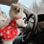 Milan Zimnýkoval Instagram - Sprava móžeš 🎀 #christmasvibe #cute #dogoftheday