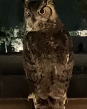 Mimi Kennedy Instagram - From my friend Maria’s Sherman Oaks balcony last night…!! They are stunning beings…those ears! Those eyes!! Flying feathered cats?!