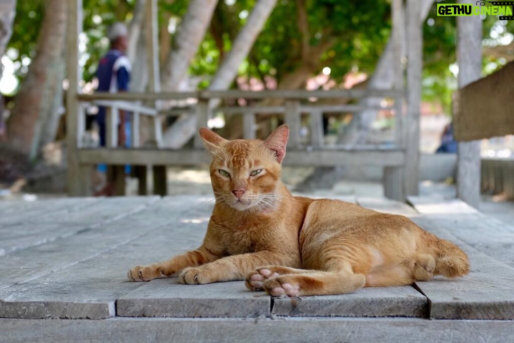Murat Eken Instagram - #sarmankedicandır #cats of #indonesia #batam #fujix100s #beachphotography Batam Island, INDONESIA