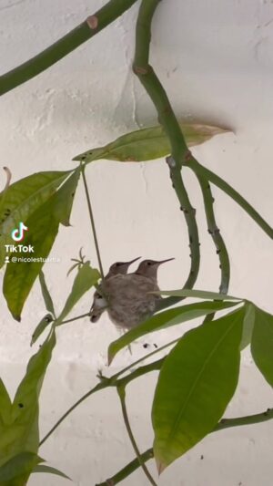 Nicole Stuart Instagram - Oh my! Maybe I was a hummingbird in my past life or it’s my spirit animal So cool to have this outside my sons bedroom door!!! Wait till the end to see him fly!! Incredible I was able to capture it on film!! So much symbolism here watching these baby birds being fed and their fear of taking their first flight but just the sheer power of them fucking going for it!!! 🍀🍀🍀💚💚🕊️🦜🐣🪺🪹 Hummingbird symbolism and meanings include joy, healing, good luck, messages from angels, and other special qualities. While they are tiny beings, hummingbirds pack a lot of powerful, positive energy. It’s no wonder they are loved by people all over the world. ⁣
.⁣
.⁣
.⁣
.⁣
.⁣
#animal #animals #artistsoninstagram #audubonsociety #best #bird #birdfreaks #birding #birdlovers #birdphotography #birdsofinstagram #birdstagram #birdwatcher #birdwatching #hummingbird #hummingbirdphotography #hummingbirds #hummingbirdsofinstagram #instabird #kings #landscapephotography #macro #natgeo #nikon #nuts_about_birds #planetbirds #watercolor #wildlife #wildlifephotography #your