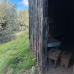 Nikoletta Ralli Instagram - Σαν την φύση δεν έχει🌳🏡 Είναι στιγμές που απορώ, τι κάνω (κάνουμε) στην Αθήνα;! Ρητορική ερώτηση προφανώς…την απάντηση την ξέρω.. Πλατανος ΑΧΑΙΑΣ