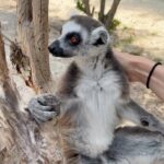 Nina Dobrev Instagram - officially an unofficial certified lemur masseuse ✅