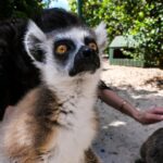 Nina Dobrev Instagram - officially an unofficial certified lemur masseuse ✅