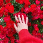 Noël Wells Instagram - ☔️ - 💐