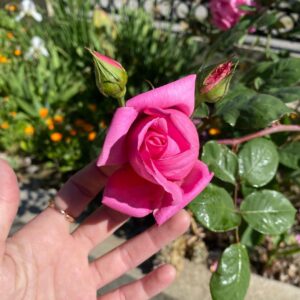Noël Wells Instagram - spring has spring!