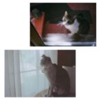 Noël Wells Instagram – just wanna get this out while I have my wits about me, but sadly today me and flinty had to put Mr. Feeny to sleep. To those who knew him, you know this is an end of a freaking era and I’m absolutely beside myself with sadness. 17 years. He was a cool fucking cat, who traversed many college adventures, apartments, houses, boyfriends, and eventually traveled 2000 miles to Los Angeles California where he settled underneath the Hollywood sign, calling Beachwood Canyon home. 

He was a soulmate and companion through many episodes of my youthful immaturity, but was very much loved and quite an honored and illustrious feline who would take walks around the neighborhood and played fetch. He made many brushes with death, but many more brushes with notoriety, landing himself in a viral zine (How to Talk To Your Cat About Gun Safety) being featured in a a published book (Cat Lady, curated by Leah Goren) and of course, he was the inspiration and basis for my first feature film “Mr. Roosevelt.” 

We were lucky to be there with him in his final moments, and he was in my arms with his pretty white paws resting on my wrists like he used to when he was a lil one. 

Thank you so much Flint for being a good cat dad, and thank you Dave for everything. Thanks to all my friends who knew and got him. For just a fucking cat he was one of the very greats.
