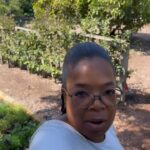 Oprah Winfrey Instagram - Harvest day makes my heart sing 🥬🥬🥬 What are y’all up to this Sunday?
