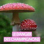 Pablo Mira Instagram - Pablo vous le dit il faut se méfier de la cueillette aux champignons 🍄