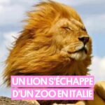 Pablo Mira Instagram – Un lion s’est échappé d’un zoo, une nouvelle qui attriste fortement Pablo 🦁