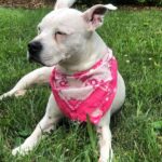 Pam Tillis Instagram – Every day’s a dog day of summer around here in the best sense of the word. Here’s Pearl aka “the best one ever” sporting a bandana by Linda Stowe! #dogsofinstagram #dogstagram #dogslife Nashville, Tennessee