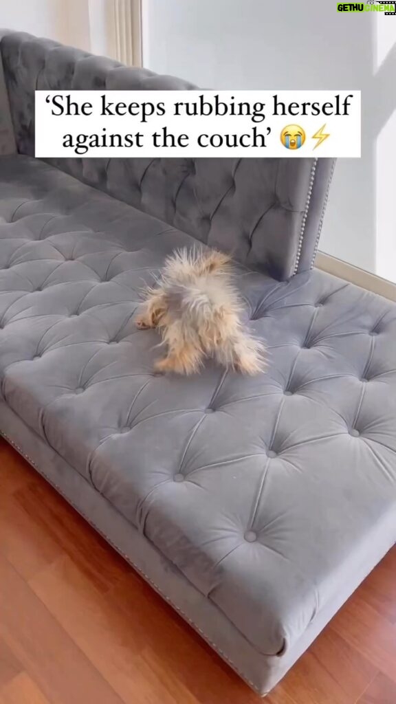 Parisa Fitz-Henley Instagram - My God I laughed till I choked Video description: A creature resembling a a tiny tan porcupine walks around on a gray couch. When it’s name is called it looks up. It’s actually a Yorkie who has been rubbing itself on the couch causing every hair to stand on end. Repost from @writesz.pk • Static Electricity ⚡ . #reels #reelsinstagram #explore #explorepage