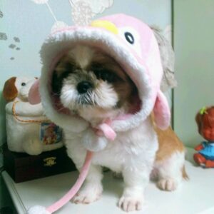 Park Moon-chi Instagram - 뭉치 (2003-2023)
우리집 강아지 뭉치가 어제밤 무지개 다리를 건넜네요
나와가족과오랜친구들과도 추억이 참 많은 뭉치인데요
(문치이름의 주인공인 만큼 누나가 부끄럽지 않게 음악할께!!!!)
20년간 속 안썩이고 힘들땐 우리가족의 위로였던 했던 뭉치
그곳에선 아프지말고 행복하게 뛰어놀아야돼❤️❤️
사랑하고 미안해
