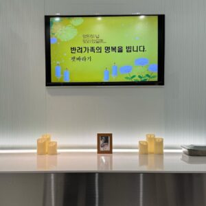 Park Moon-chi Instagram - 뭉치 (2003-2023)
우리집 강아지 뭉치가 어제밤 무지개 다리를 건넜네요
나와가족과오랜친구들과도 추억이 참 많은 뭉치인데요
(문치이름의 주인공인 만큼 누나가 부끄럽지 않게 음악할께!!!!)
20년간 속 안썩이고 힘들땐 우리가족의 위로였던 했던 뭉치
그곳에선 아프지말고 행복하게 뛰어놀아야돼❤️❤️
사랑하고 미안해