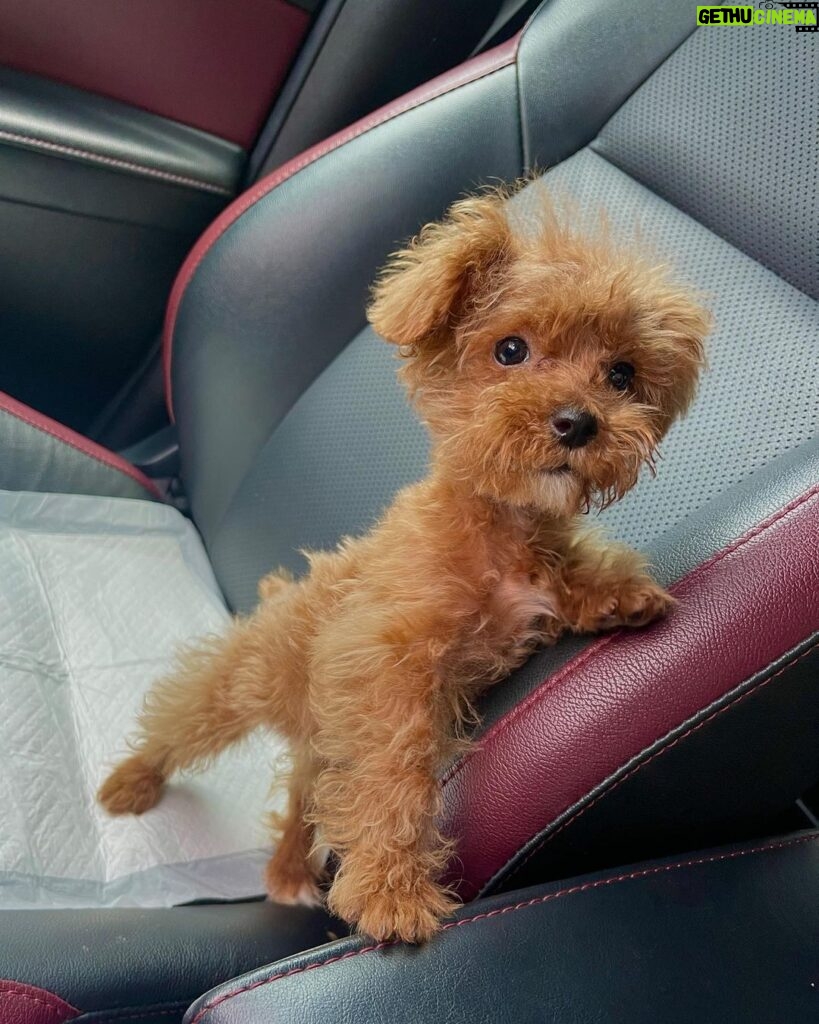 Patrick Quiroz Instagram - This is Elie. Swipe for transformation. ➡️ Been really thinking of having a dog until I knew about “hypoallergenic dogs” and poodle was number one on the list of not shedding (too much.) then @jcdogrepublic messaged me and I knew there was no backing up and so I got a poodle. I didn’t know it’s this good to have a dog on your own. They are blessings. If you feel like getting any type of breed just message @jcdogrepublic and they have the best service. 🙏🏽