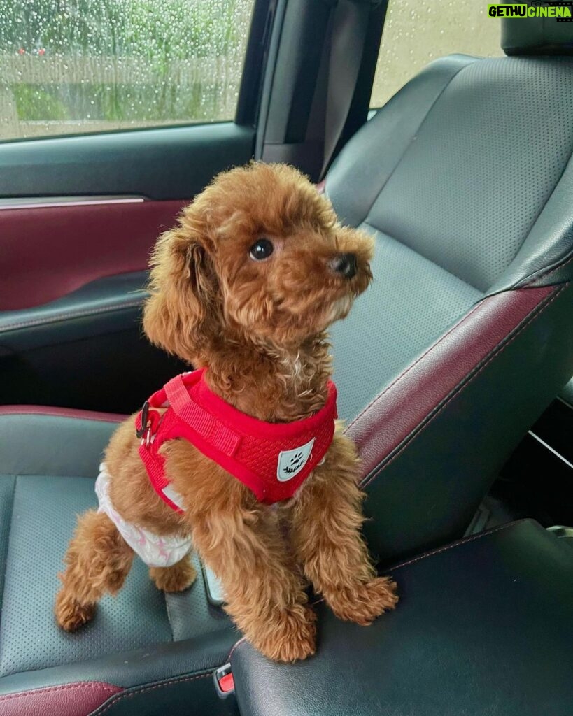 Patrick Quiroz Instagram - This is Elie. Swipe for transformation. ➡️ Been really thinking of having a dog until I knew about “hypoallergenic dogs” and poodle was number one on the list of not shedding (too much.) then @jcdogrepublic messaged me and I knew there was no backing up and so I got a poodle. I didn’t know it’s this good to have a dog on your own. They are blessings. If you feel like getting any type of breed just message @jcdogrepublic and they have the best service. 🙏🏽