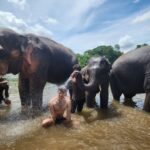 Paul Denino Instagram – Washed elephants in Thailand and forgot to post it so posting now. It sprayed my face! ElephantsWorld