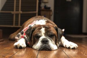 Paul Scheer Instagram - We had to say goodbye to Sgt. Meatball today. He was a great dog and quickly became a stoic, slobbery member of our family who fit in every place and was friends to everyone. We loved him very much. ❤️🥩Thanks to all those who cared for him as much as we did.