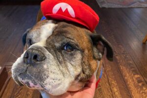 Paul Scheer Instagram - We had to say goodbye to Sgt. Meatball today. He was a great dog and quickly became a stoic, slobbery member of our family who fit in every place and was friends to everyone. We loved him very much. ❤️🥩Thanks to all those who cared for him as much as we did.