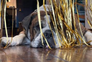Paul Scheer Instagram - We had to say goodbye to Sgt. Meatball today. He was a great dog and quickly became a stoic, slobbery member of our family who fit in every place and was friends to everyone. We loved him very much. ❤️🥩Thanks to all those who cared for him as much as we did.