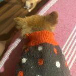 Payal Rajput Instagram - 😔😔😔 Sorry candy,Muma couldn’t save you life 😔 I’m shattered,I’m lost without you bacha 😔 “Muma really misses you, Candy. Missing your cuddles, your licks, and your love. I can still feel your presence.”💔 “I loved you for your whole life and I’ll miss you for the rest of mine.” You taught me everything about unconditional love.💔 Stay in peace wherever you are 🙏🏼♥️ #candy 🐶 #RIP