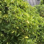 Plura Jonsson Instagram - Nu bor jag granne med det enorma valnötsträdet på Lindgården i Visby, kanske stekt flundra i trädgården i kväll #plura