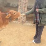 Preeti Verma Instagram - Good morning🐄😇❤️🙌 VC: @kaviravikant #cowgirl #bhuri #spreadlove #moment #morning #hathrasvillage #shootlocation Hathras