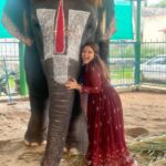 Priyanka Nalkari Instagram - #babycuttingsingamalai #elephantlove #mylovetowardselephant #temple #manargudi #positivevibes #tamilnadu #happyme #sengamalam🐘 Outfit @srisai_13 ❤️